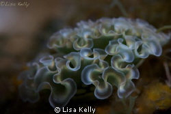 On one dive site in the Cayman, there were many Lettuce S... by Lisa Kelly 